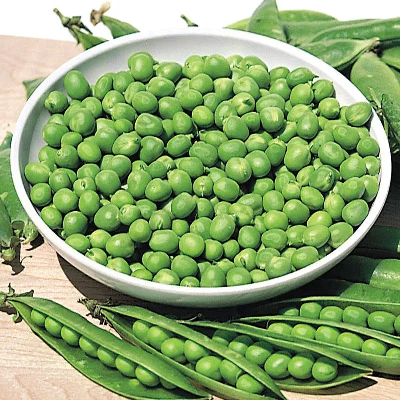 Fresh Pea Little Marvel Green Bush 100 Seeds # Usa Garden