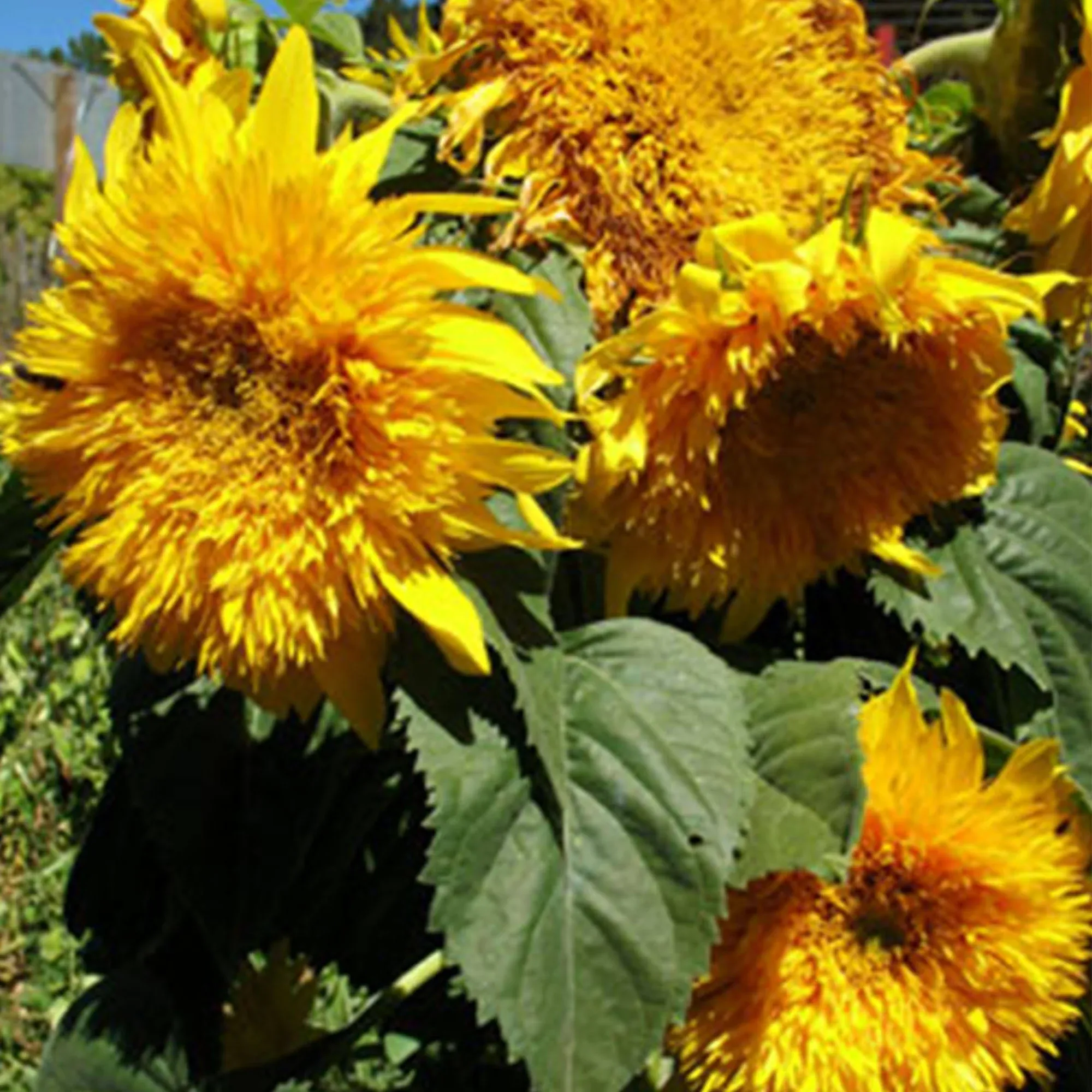 Sunflower Sungold Dwarf Seeds
