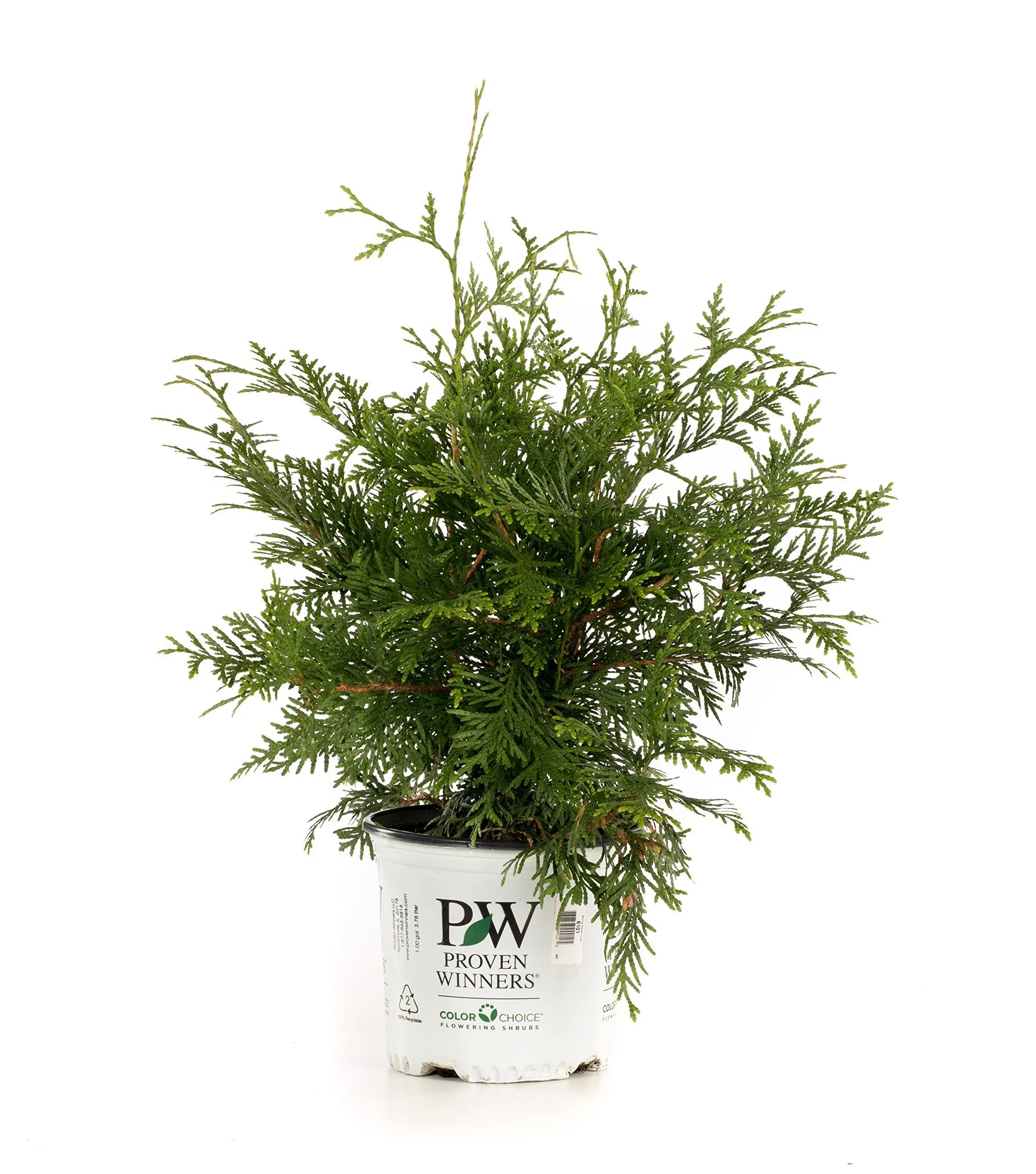 Spring Grove® Western Arborvitae (Thuja)