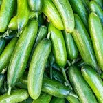 Cucumber Seeds Marketer