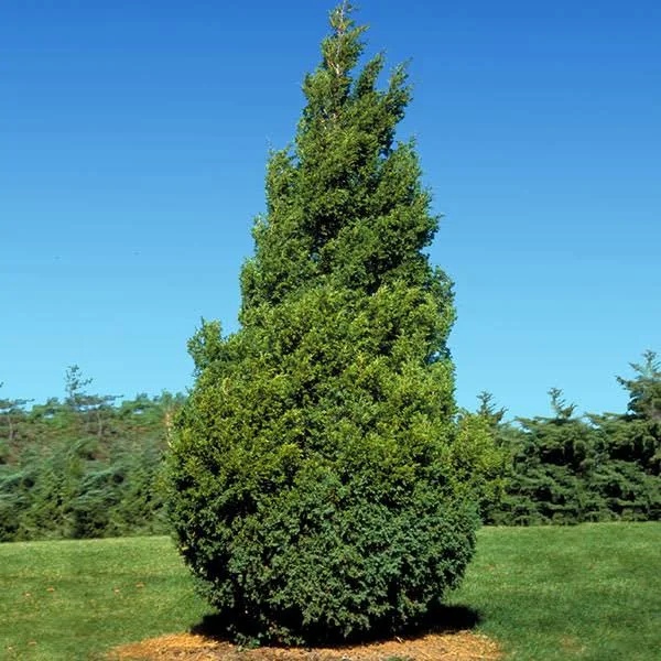 Brighter Blooms Baby Giant Arborvitae Tree