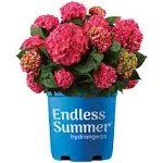 2 Gal. Summer Crush Hydrangea Plant with Raspberry Red or Neon Purple Blooms