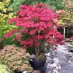 Brighter Blooms - Bloodgood Japanese Maple Tree, 2-3 ft. - No Shipping to AZ