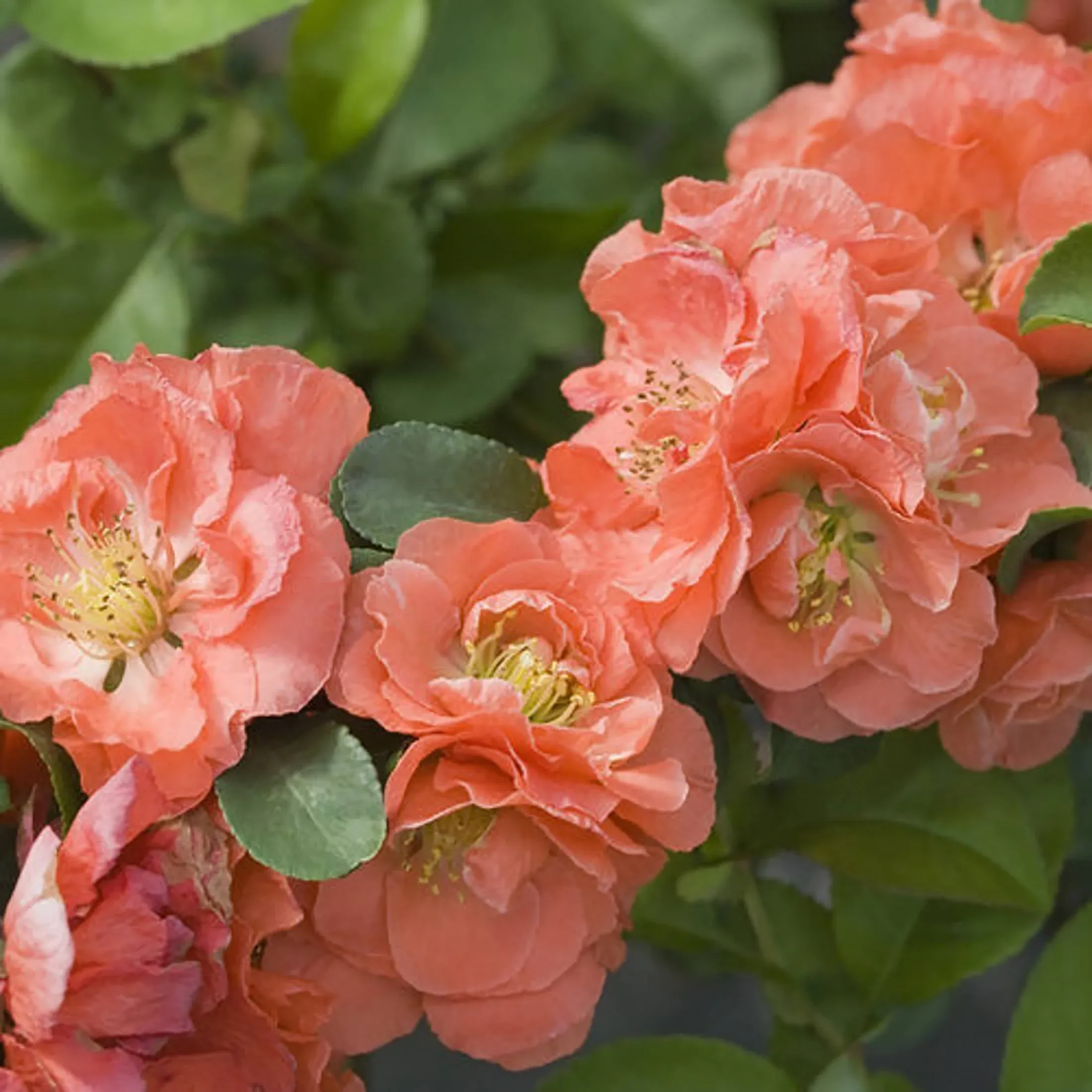 Proven Winners Double Take Peach Quince (Chaenomeles speciosa), Live Shrub, 4.5" Quart