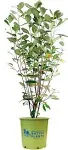 American Beauties Native Plants - Aronia arb. 'Brilliantissima' (Red Chokeberry) Shrub, white flowers, #2 - Size Container