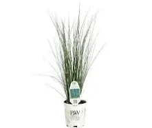 4.5 in. Qt. Graceful Grasses Blue Mohawk Soft Rush (Juncus) Live Plant, Blue-Green Foliage