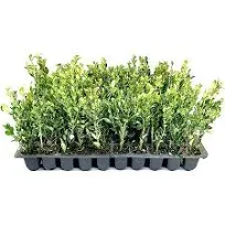 Wintergem Korean Boxwood - 20 Live Plants - Fast Growing Cold Hardy Evergreen...