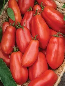 Burpee 'San Marzano' Heirloom | Paste Tomato | 75 Seeds