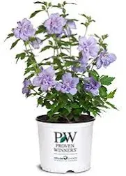 Green Promise Farms Hibiscus syr. `Blue Chiffon` (Rose of Sharon) Shrub, #3 Size Container