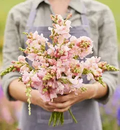 Eden Brothers Snapdragon Seeds Appleblossom Pink/Yellow