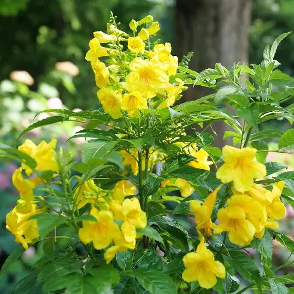 Proven Winners Chicklet Gold Esperanza Live Shrub