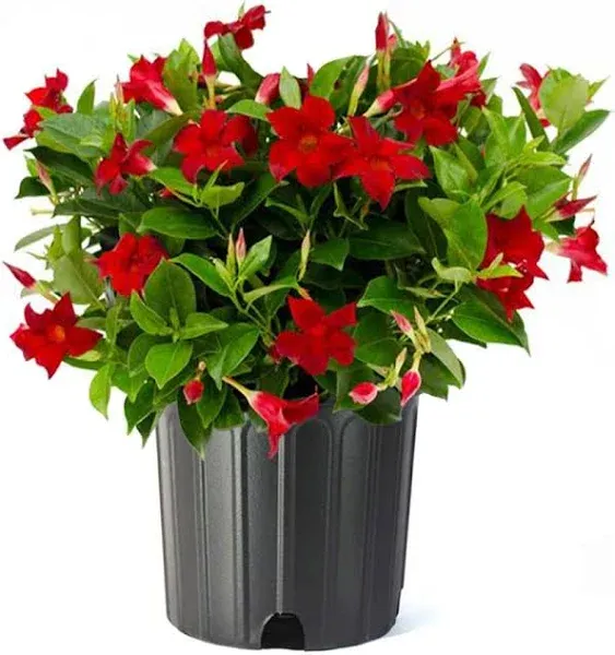 American Plant Exchange Red Dipladenia Bush, 10-Inch Pot, Live Flowering Plant, Blooms Constantly, Large Shrub for Landscapes and Container Gardens, Indoor & Outdoor Use