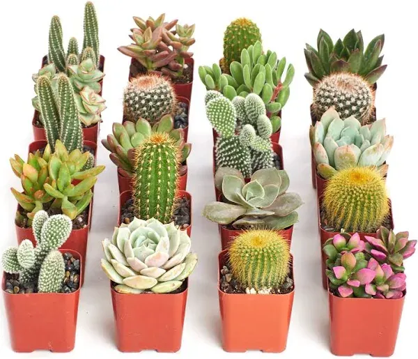 Shop Succulents Premium Live Mini Cactus and Succulent Plants