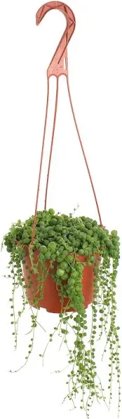 Shop Succulents String of Pearls Hanging Succulent