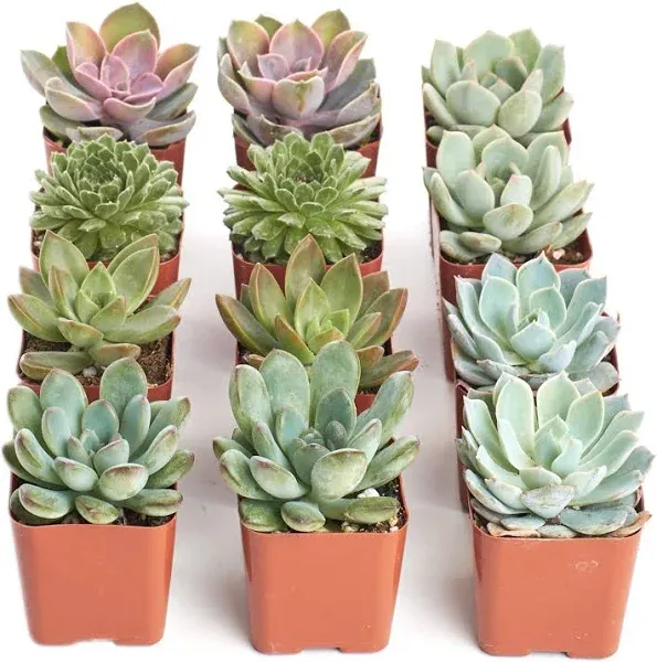 Shop Succulents Rosette Succulent Plant Pack Collection