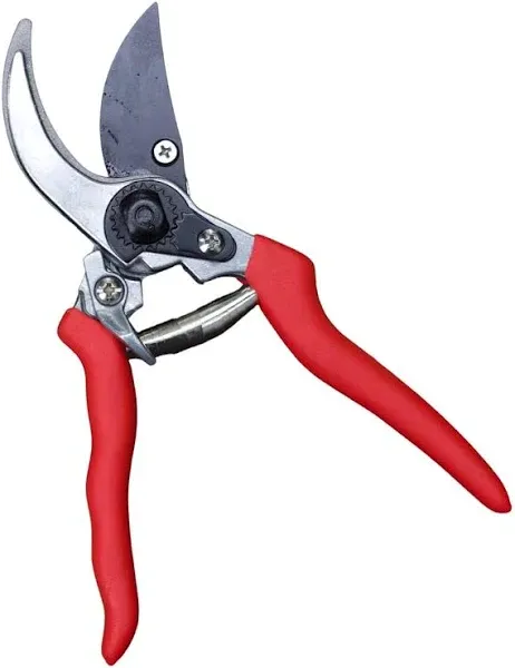 Raysbee Premium Plant Cutting