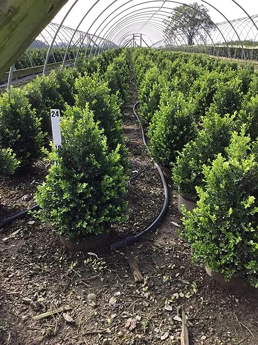 Premier Plant Solutions 02772 Boxwood (Buxus) Green Velvet, 3 Gallon