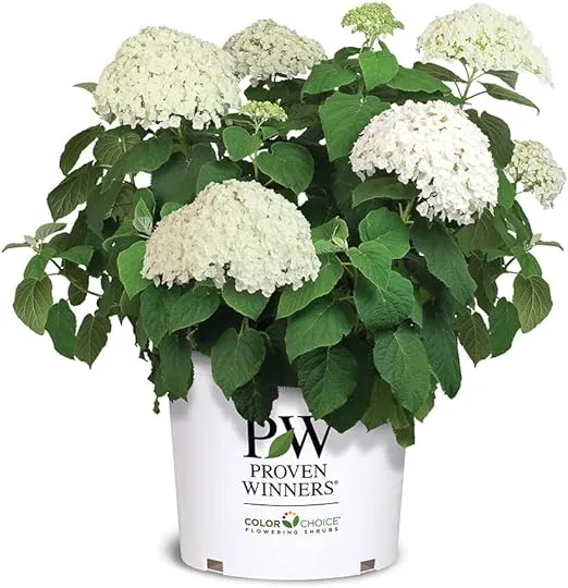 5 Gal. Incrediball Hydrangea Shrub with Enormous White Blooms