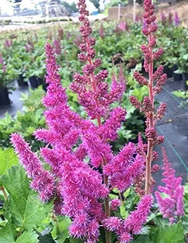 Visions Chinese Astilbe #1