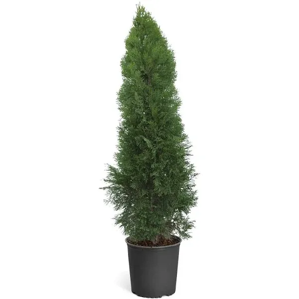 Emerald Green Arborvitae Privacy Tree