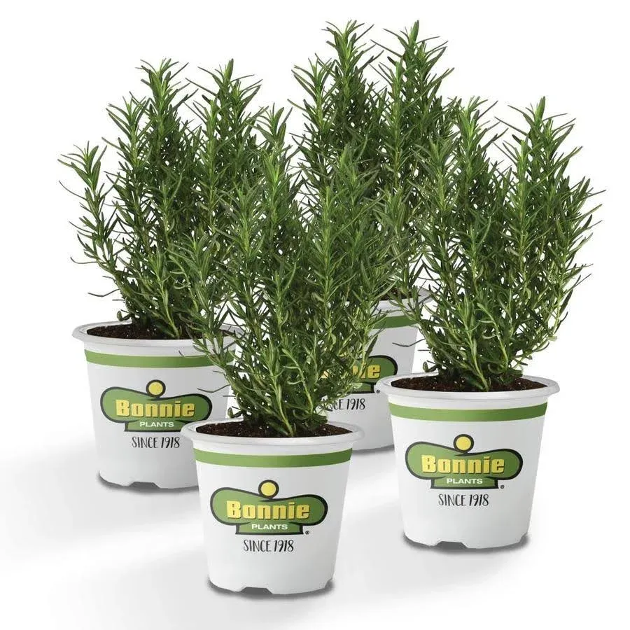 Bonnie Plants 4P5090 Rosemary Live Edible Aromatic Herb Plant-4 Pack, Perennial in Zones 8 to 10, for Cooking & Grilling, Italian & Mediterranean