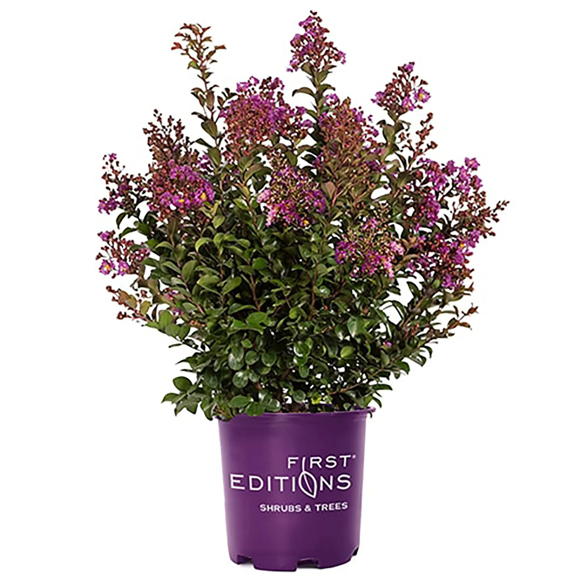 First Edition Purple Magic, 3 Gal